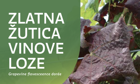 Zlatna žutica vinove loze